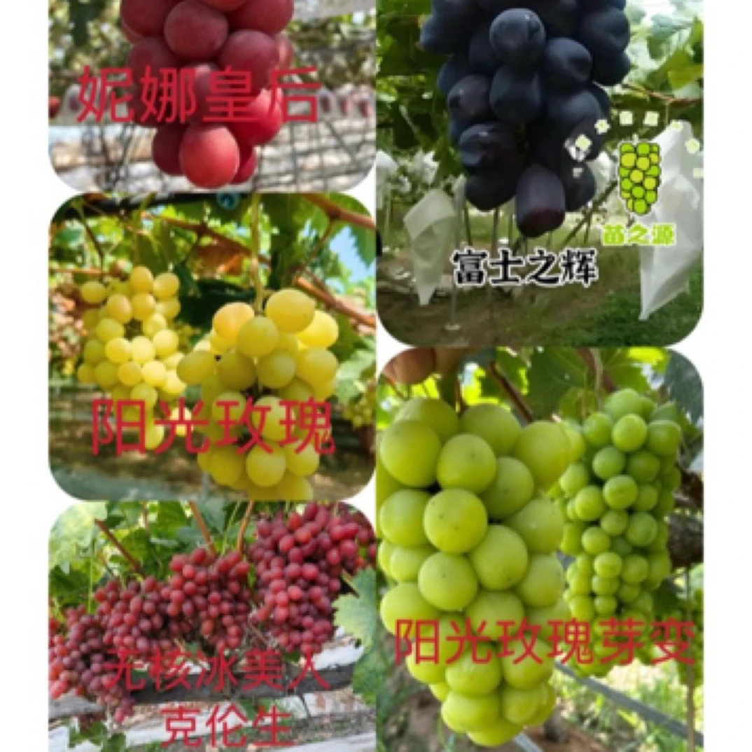 葡萄苗清库5棵一级苗