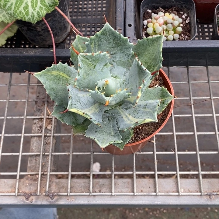 穰**家伯克利和格蕾特的故事都很