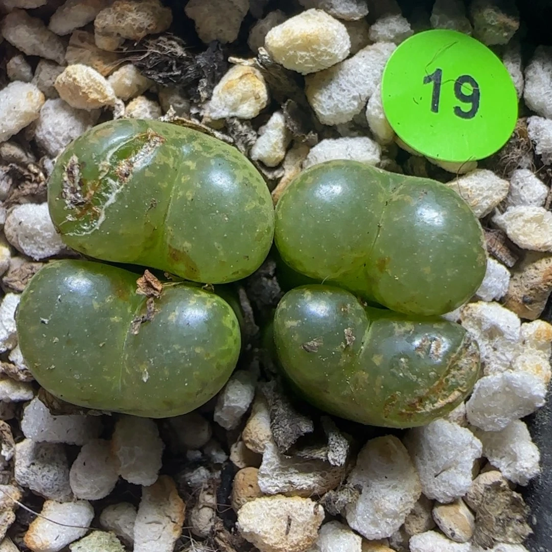 漂漂亮亮多肉植物19