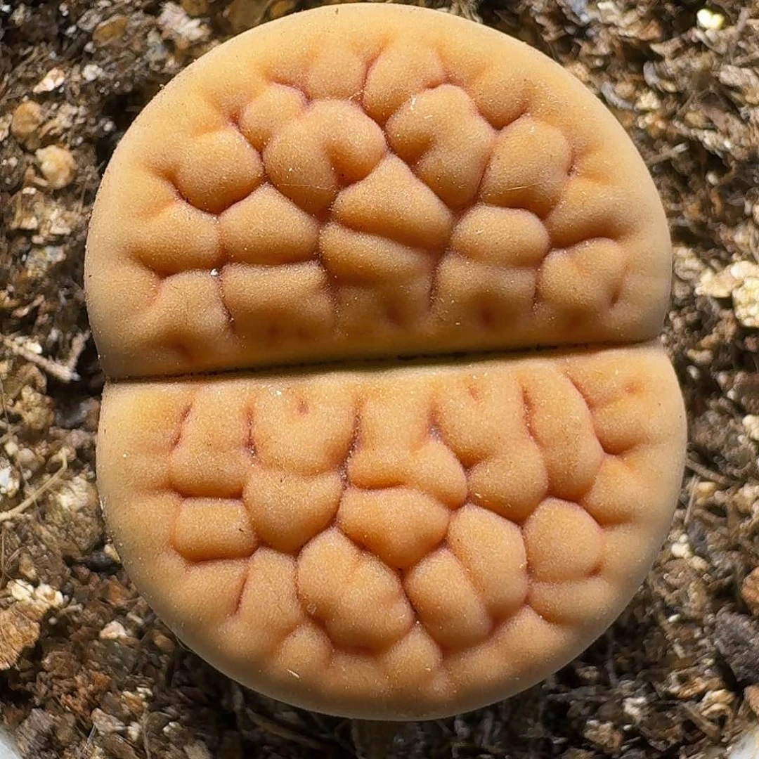 生石花等植物11111111。   229