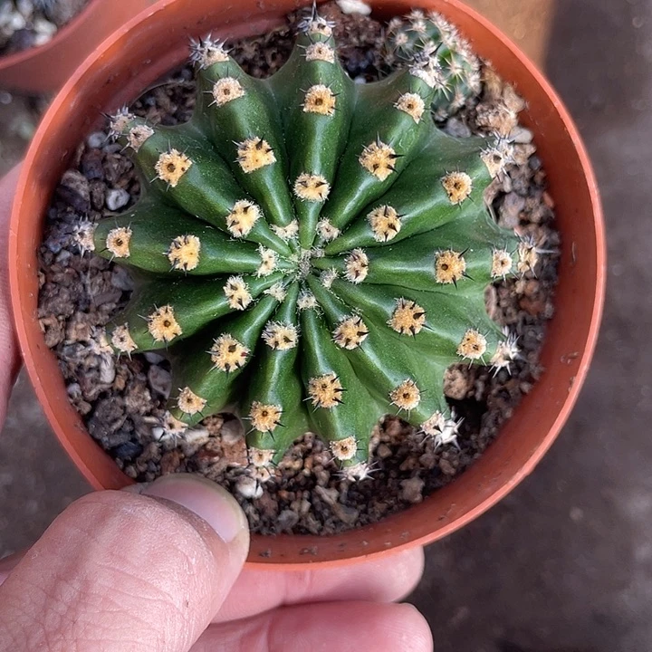 是***呐实生彩草带盆土发货