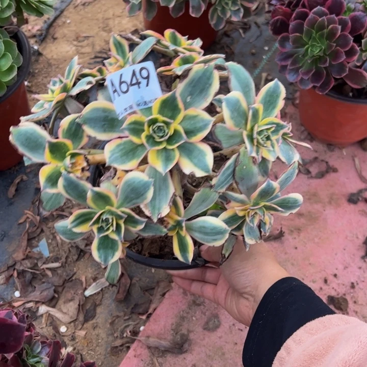 灿烂多肉植物649.