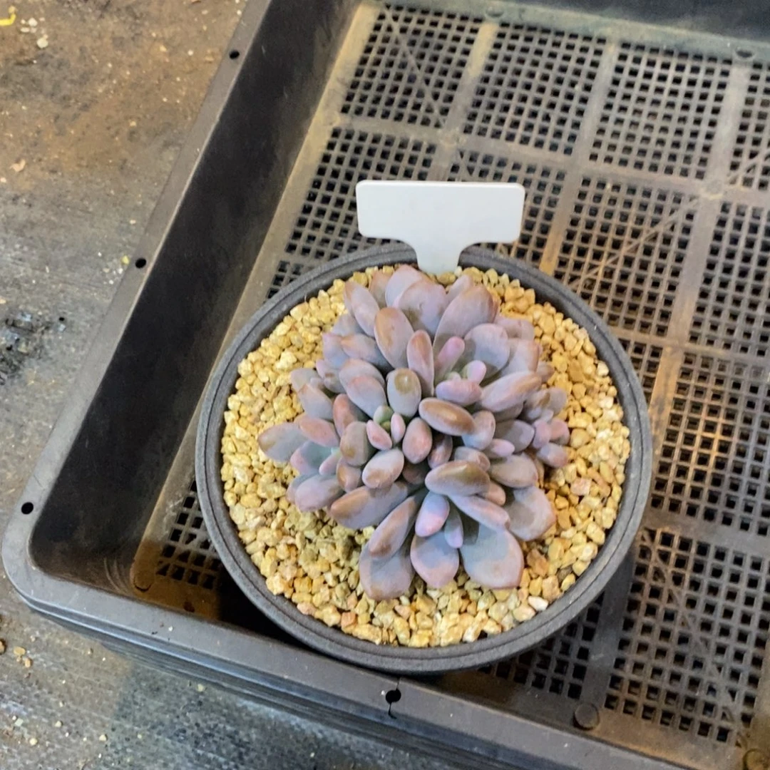 ****熊自然资源的开发利用和利用等