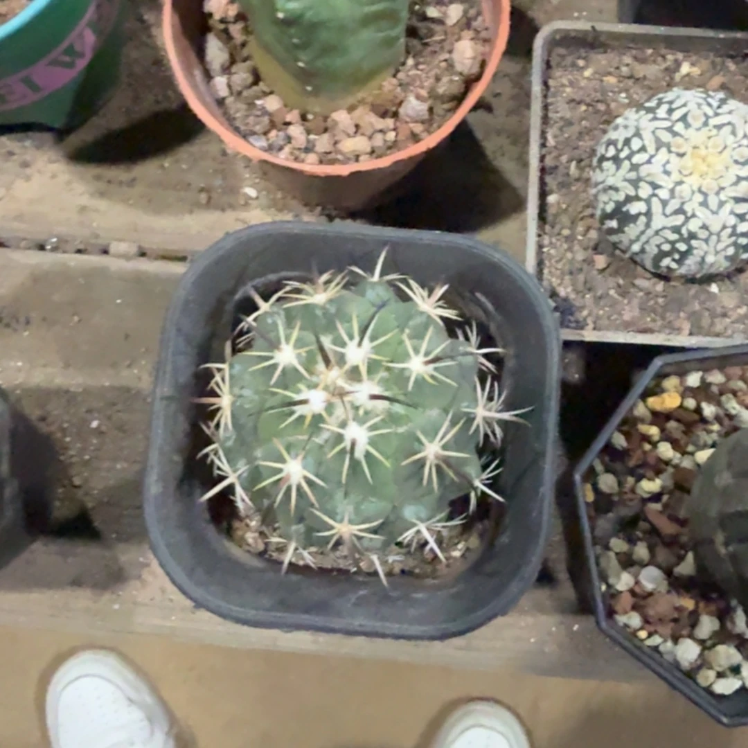 实生钢钉包邮发货