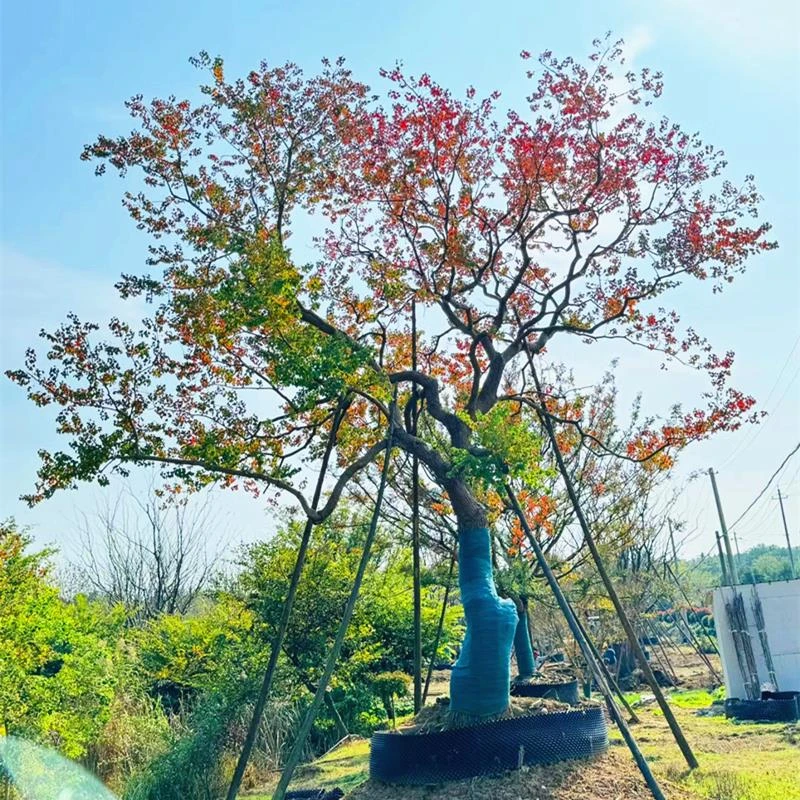 乌桕树苗彩叶苗木丛生乌桕大型耐寒庭院风景树红叶桕子树菩提树苗