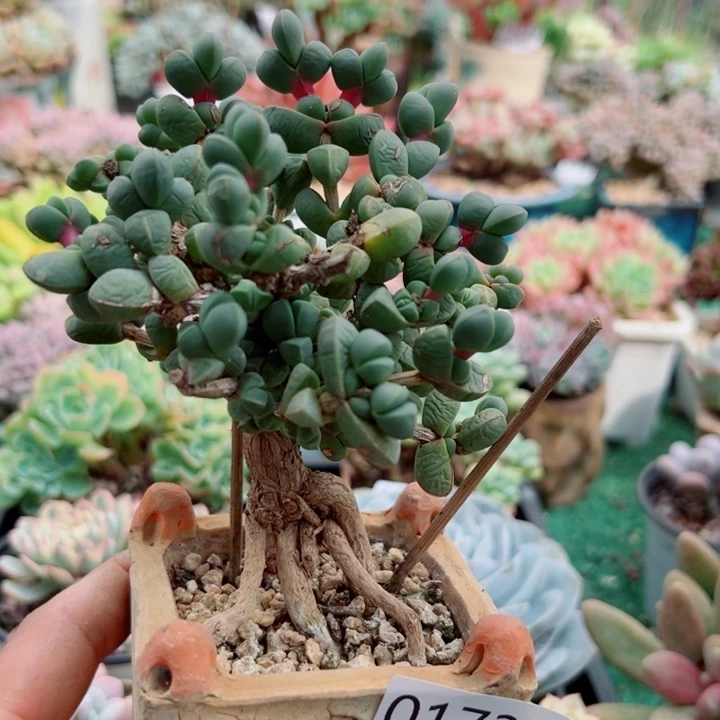 幸运儿是一个人吗哈哈