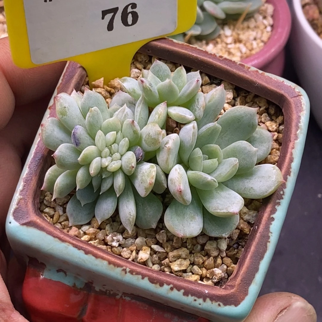 176白恋缀化，小树……