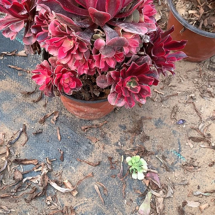 多肉植物美度莎10