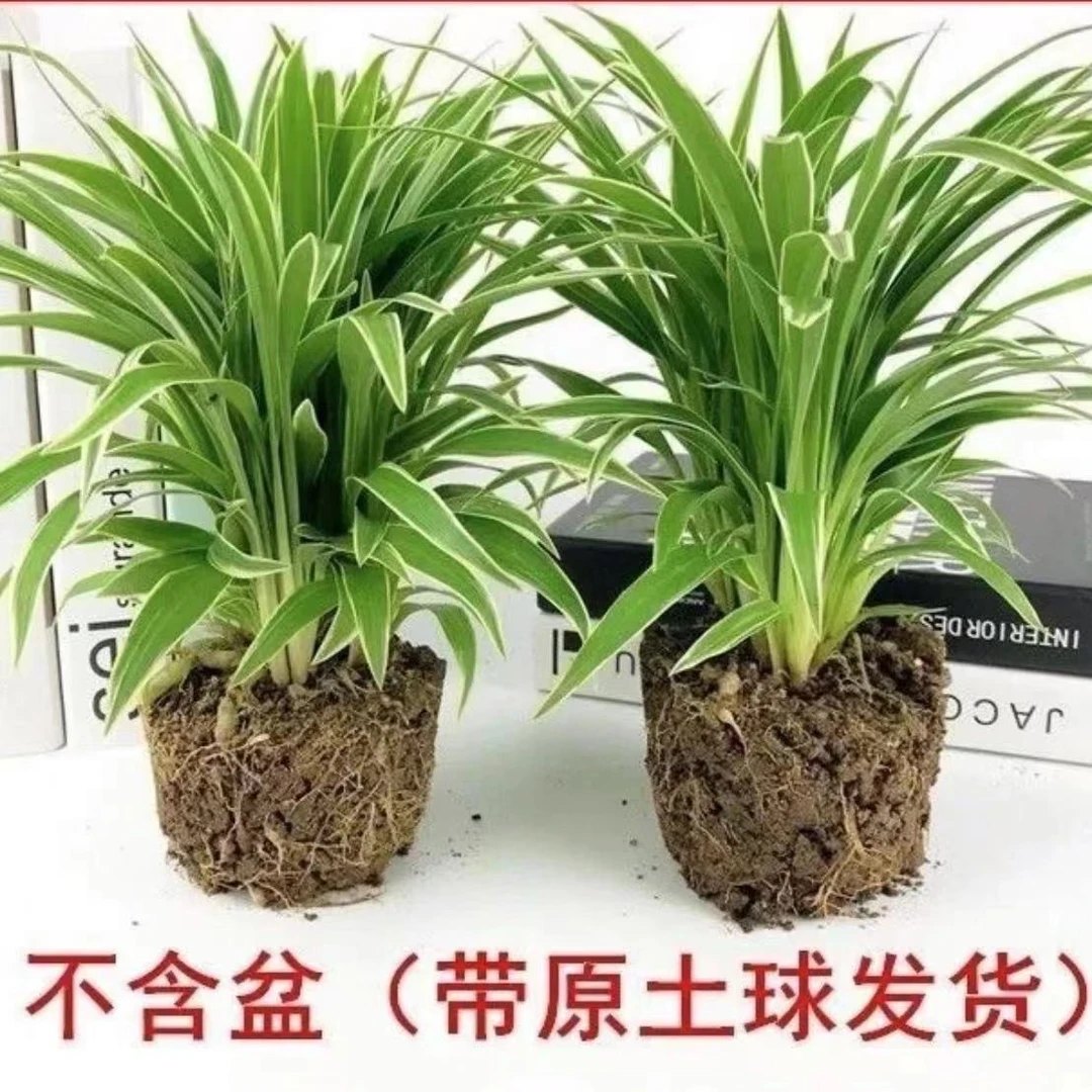 金边吊兰金心青叶四季盆栽室内除味办公室内净化空气植物花卉