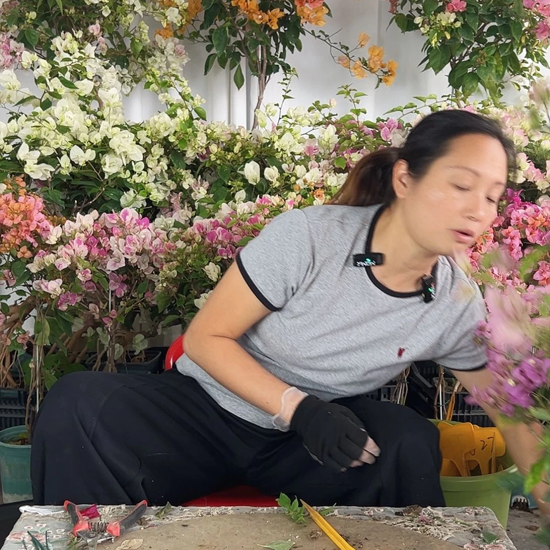 彤***剧大部分花苞少量开放J4赛佛里