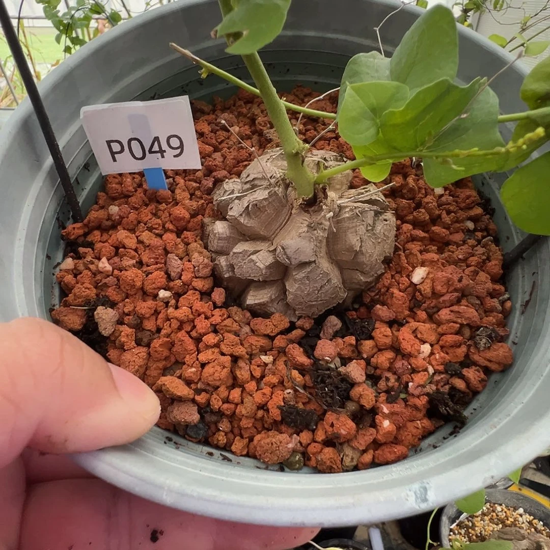 多肉植物专拍 一物一拍 南非龟甲龙049