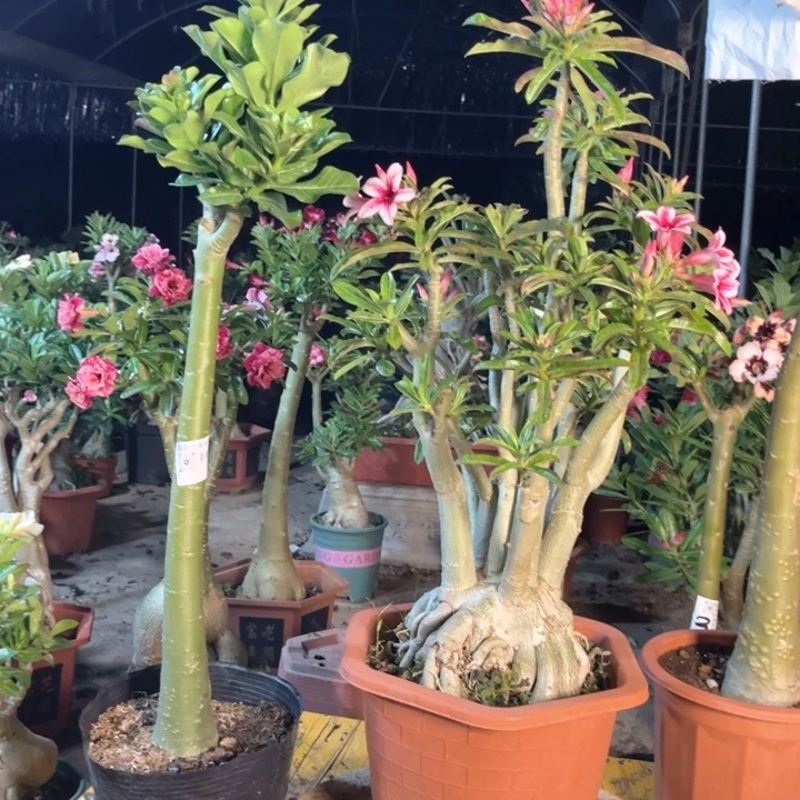 猫***花天使星十甜甜圈专拍