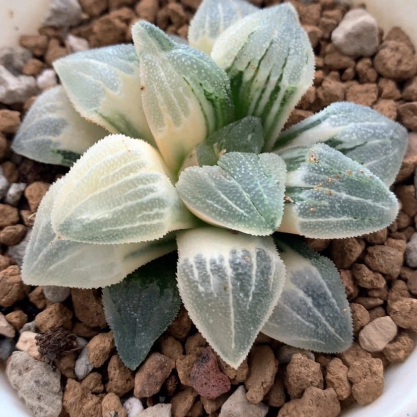 【闪购商品】105磨面