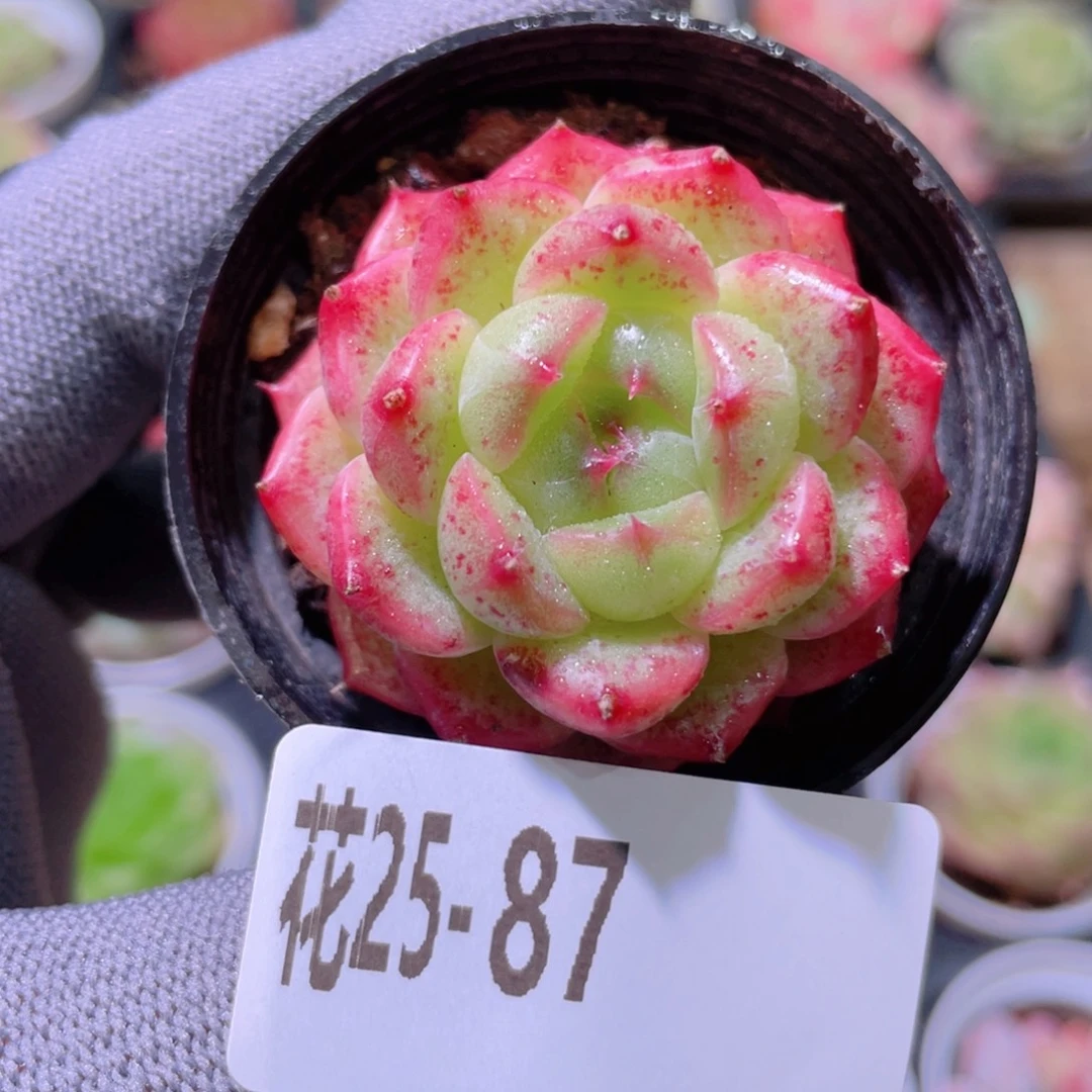 花利美25-87新品