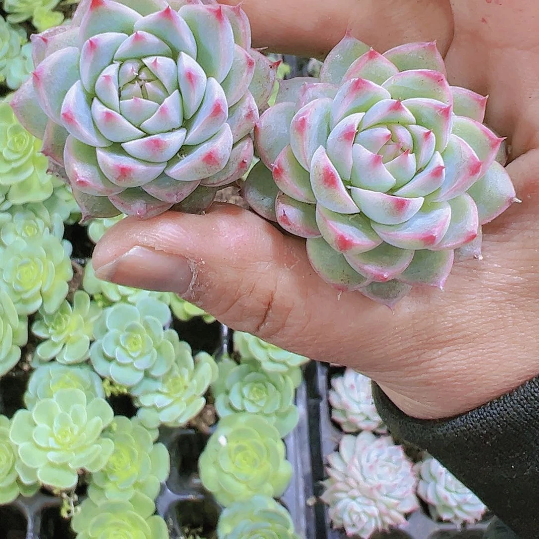 72孔梦瑶2个19包邮