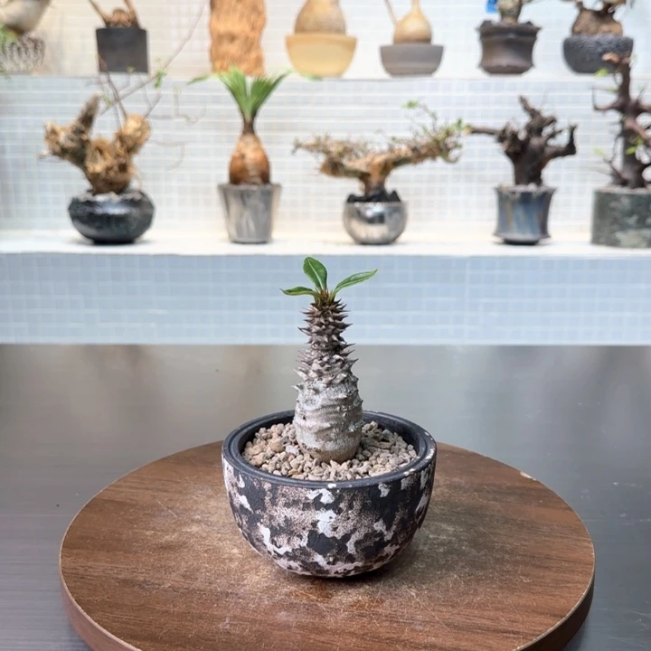 温莎瓶干一物一拍