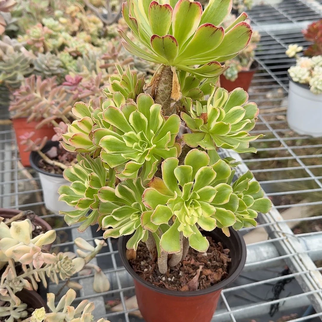 艳日伞法师多肉植物