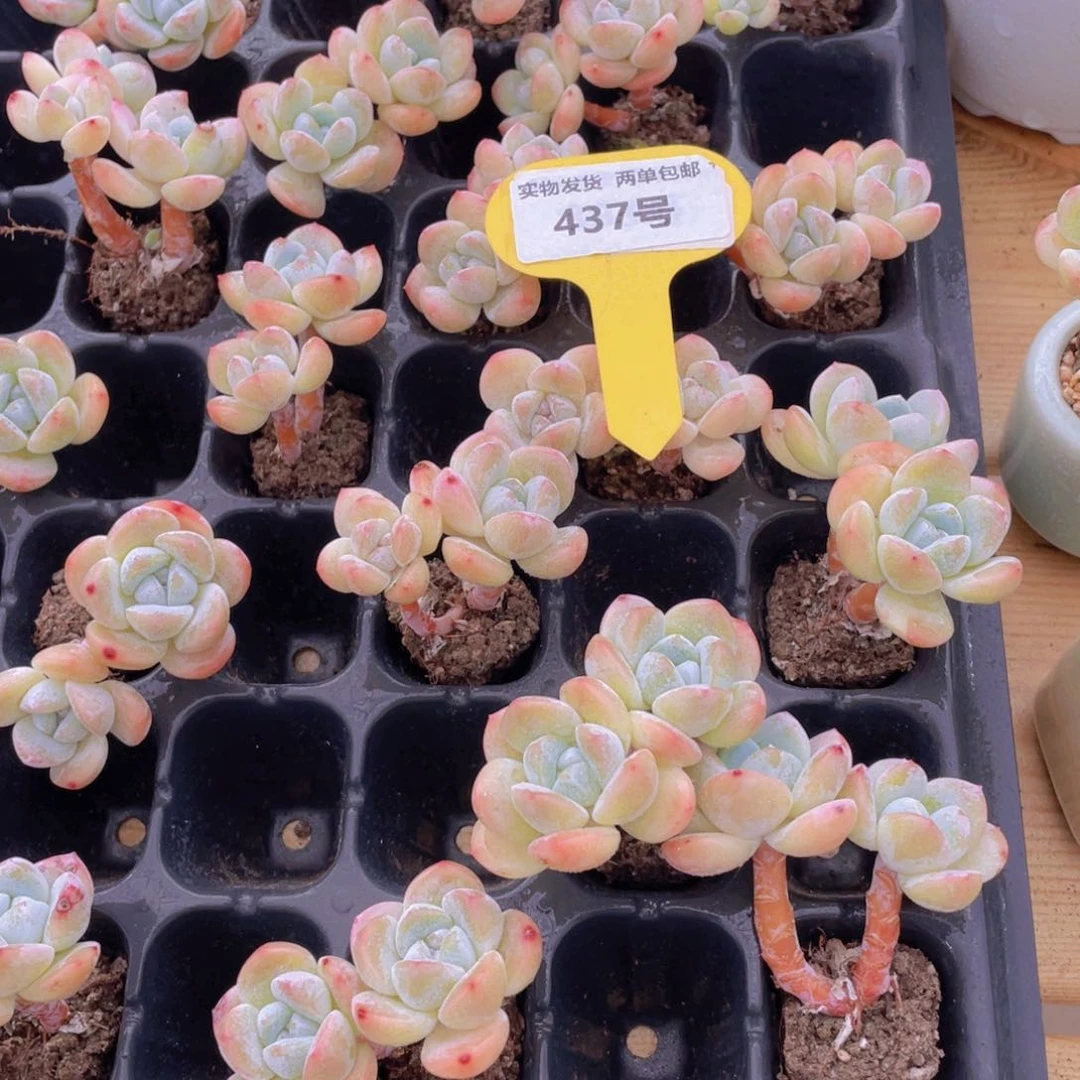 437号 开播福利 飘枝雪花冰双头起两个