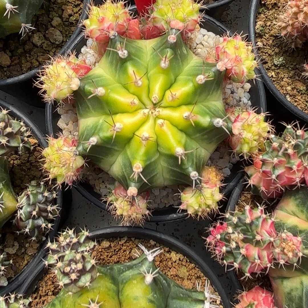 184-1024泰国发货多肉