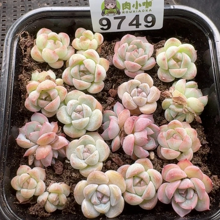 当前无花朵，栽培后可花朵多肉植物多肉植物