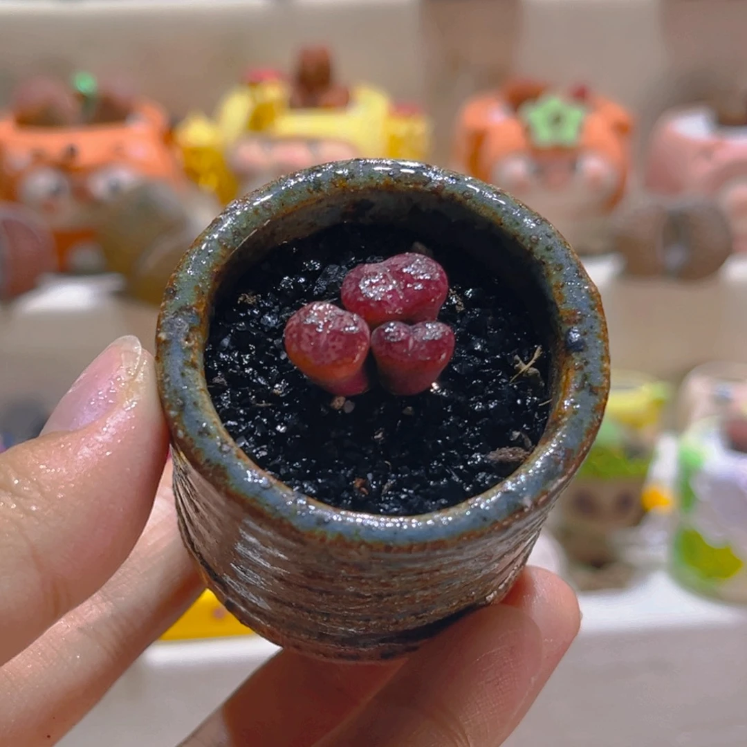 055三头吕氏毛杂带盆带土手工盆