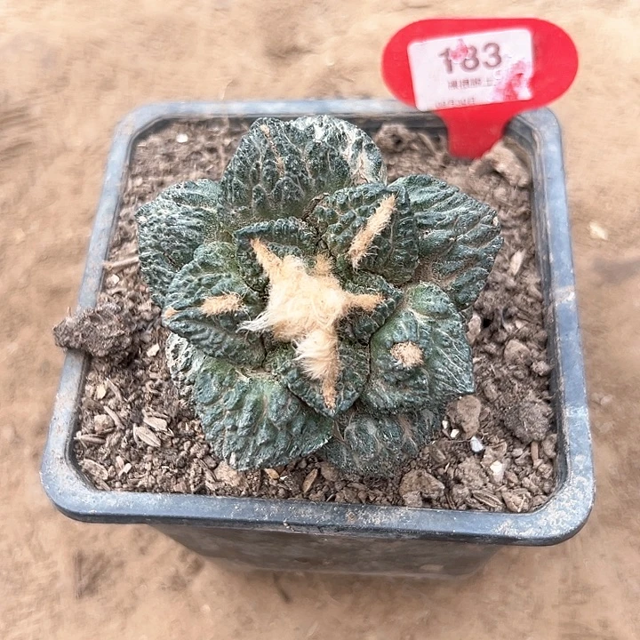 183号6.8厘米左右草球嫁接牡丹