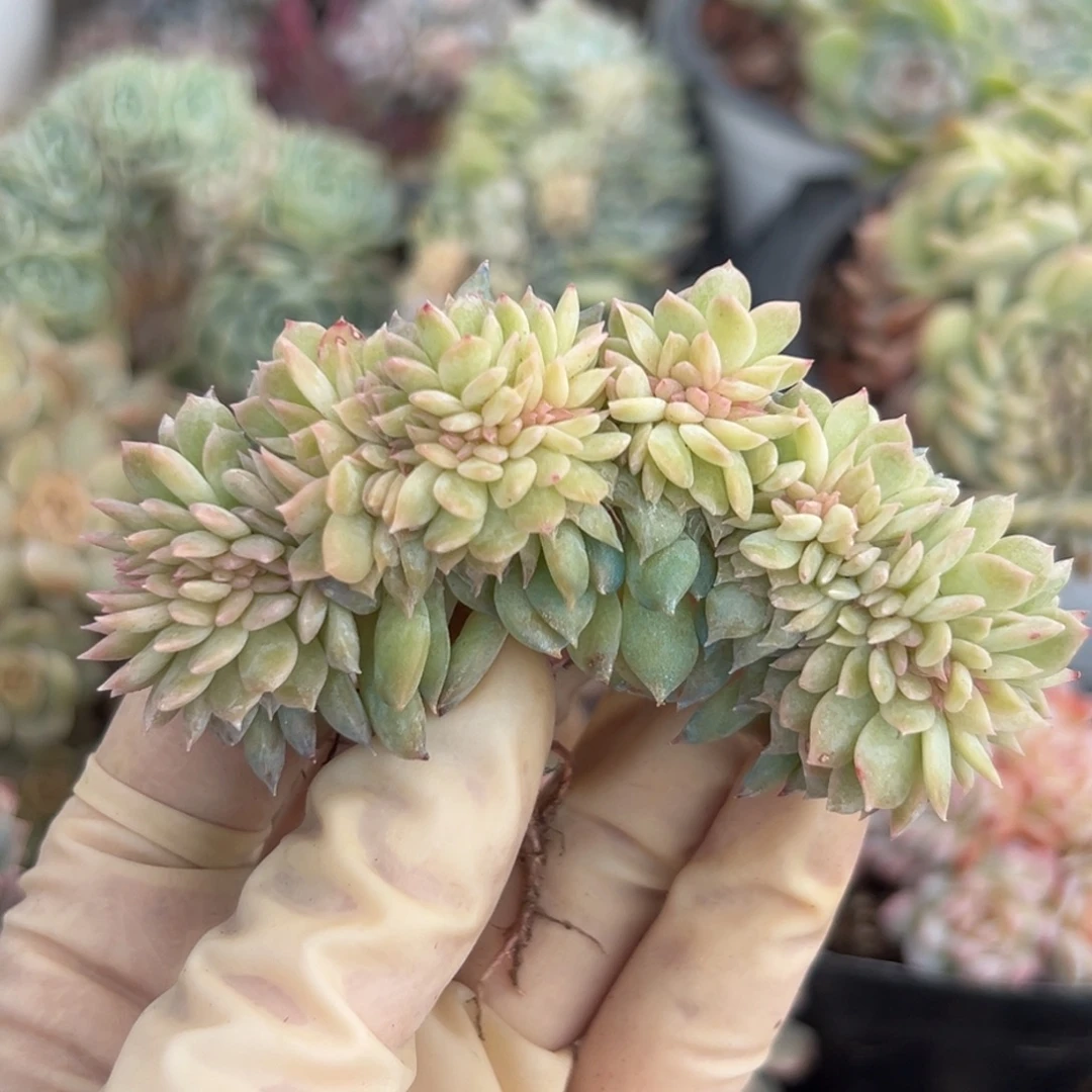 新年快乐 新年快乐