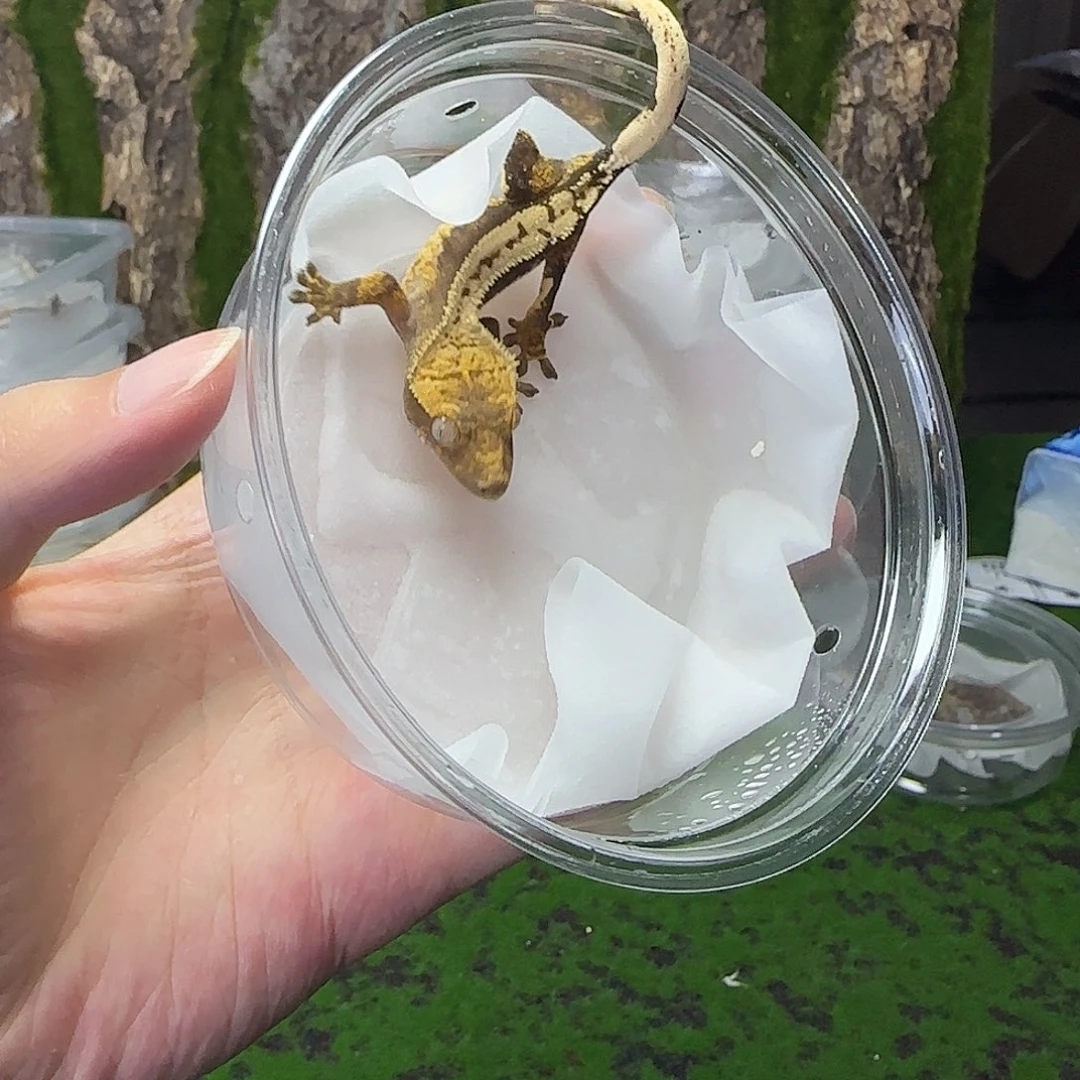 睫角守宫超黑底奶油