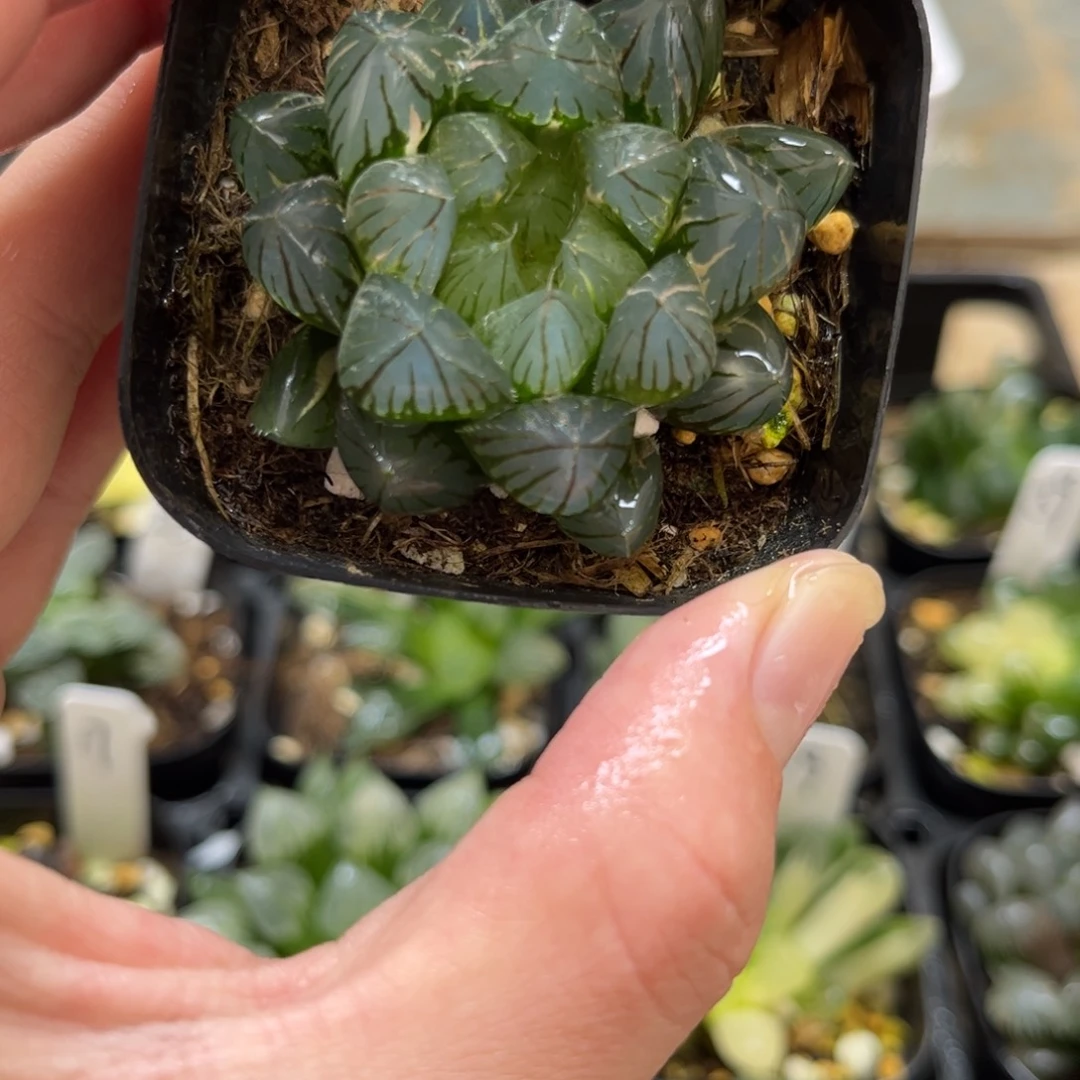 25龙爪玉露锦一物一拍