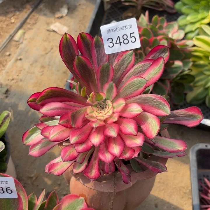 铜壶超白锦多肉法师3485