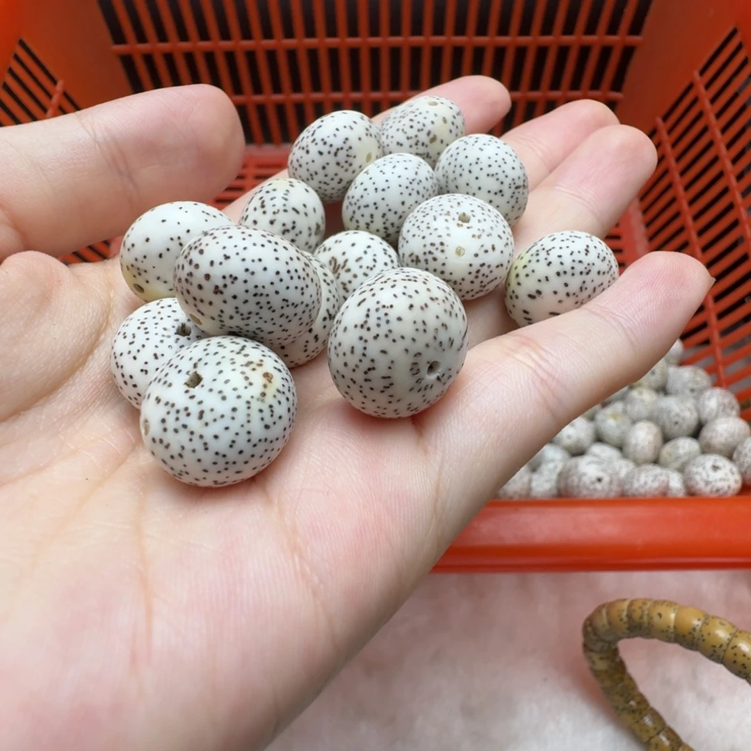 把件星月菩提海南料原生态苹果珠偏月长串