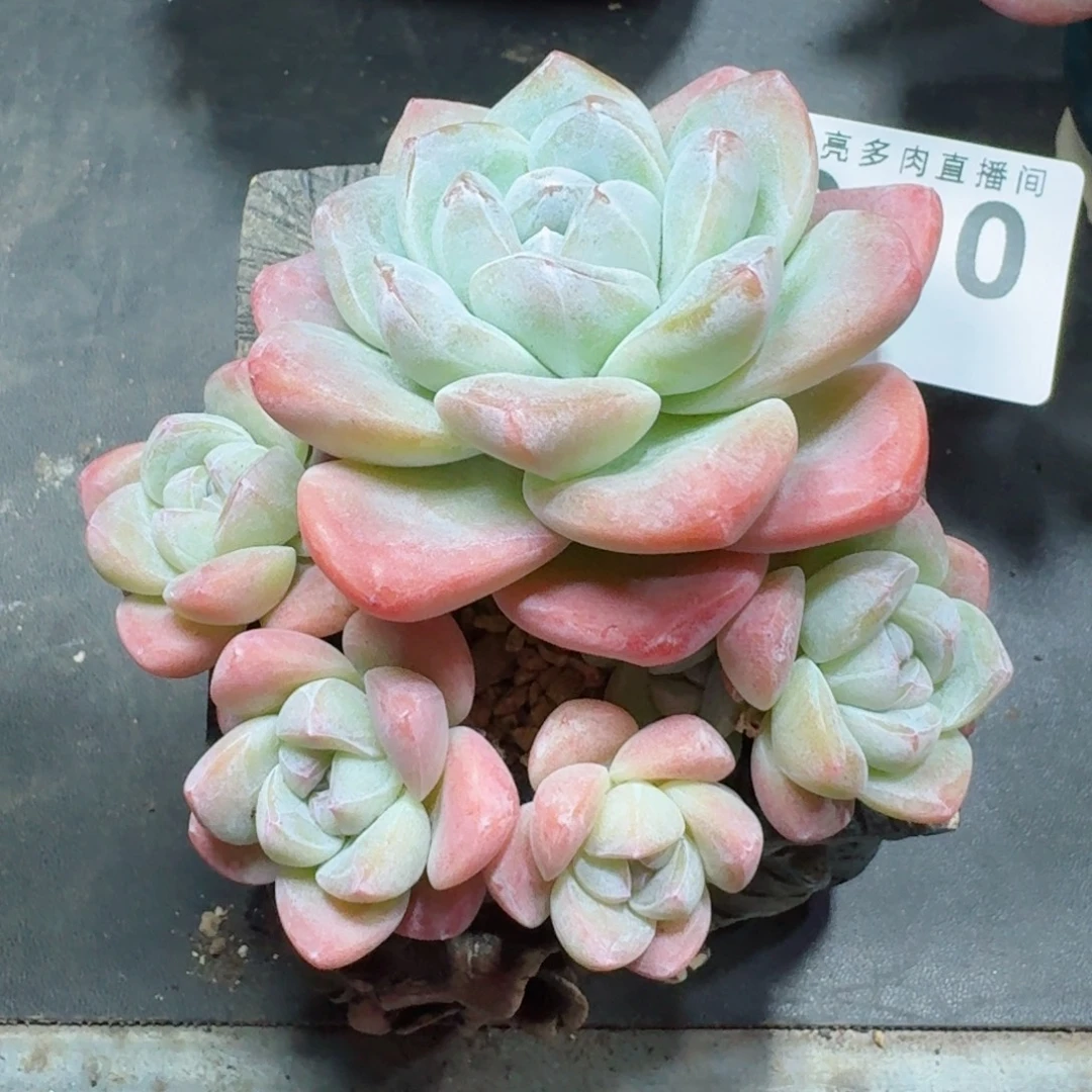 ****李冰玉          摇身一变高富帅，一夜暴富动作快