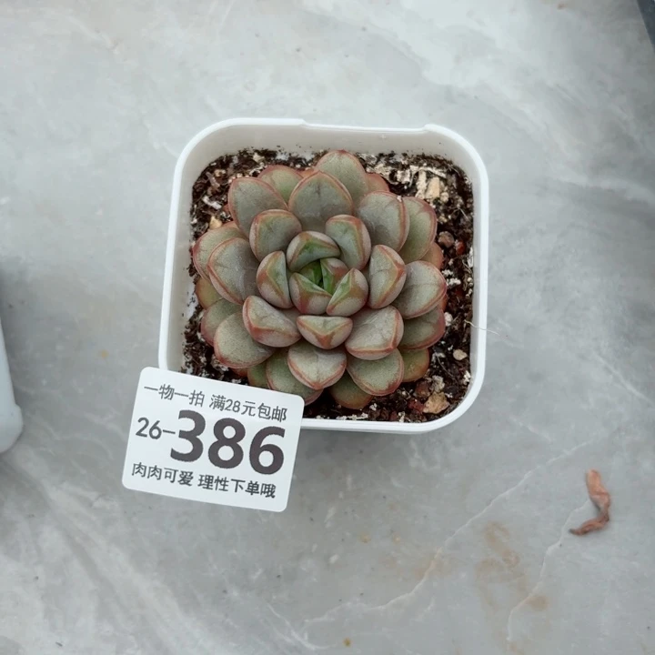 葡萄无盆土无盆土发货无