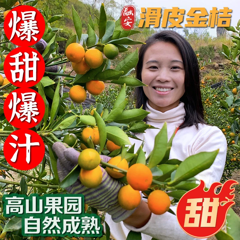 广西融安滑皮金桔5斤纯甜无籽当季新鲜孕妇水果脆皮多汁脆蜜现摘