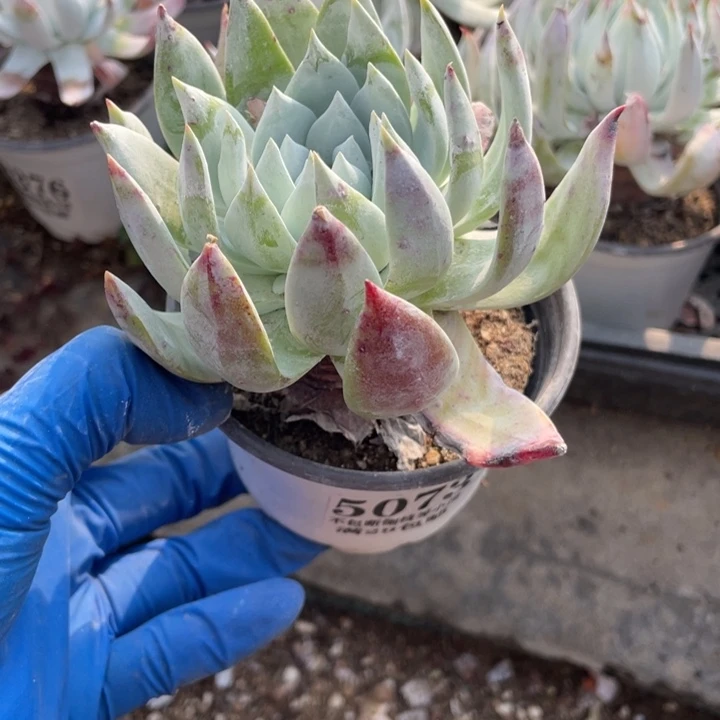 73号雪山杂多肉植物