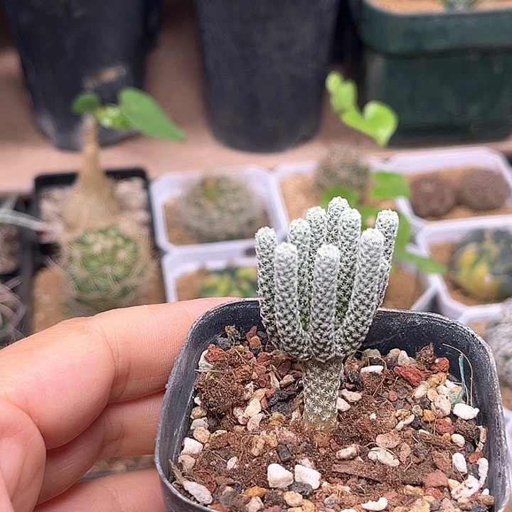 多头小人树自根一颗