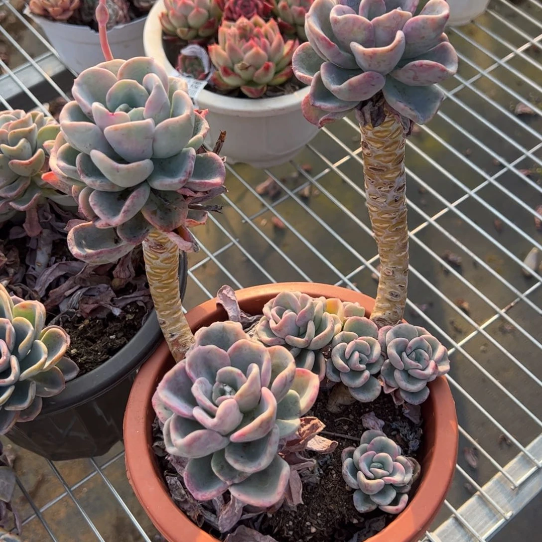 美尻老桩多肉植物