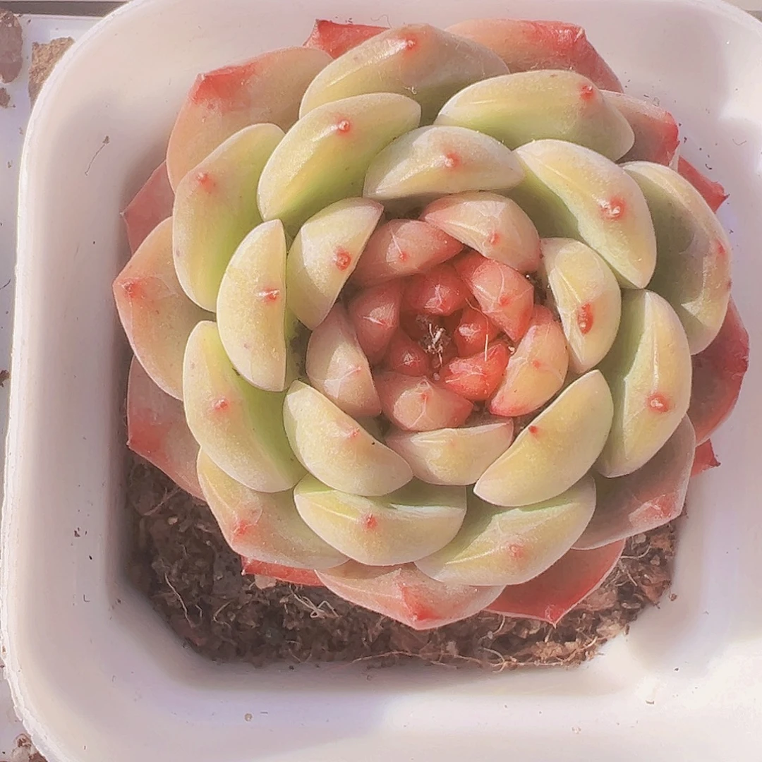 葡萄珍妮19包邮多肉