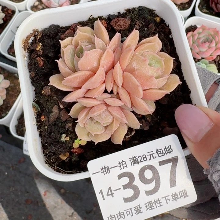 昂斯诺多肉无盆土发货无盆