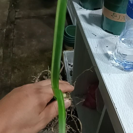 知***乐无花朵君子兰小苗君子兰小苗君子兰