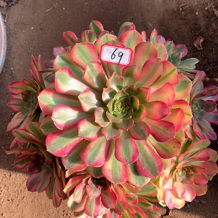 不包损69号雨荷老桩