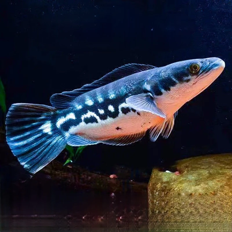 大铅笔雷龙鱼小盾鳢多曼大型凶猛热带观赏鱼苗好养耐活