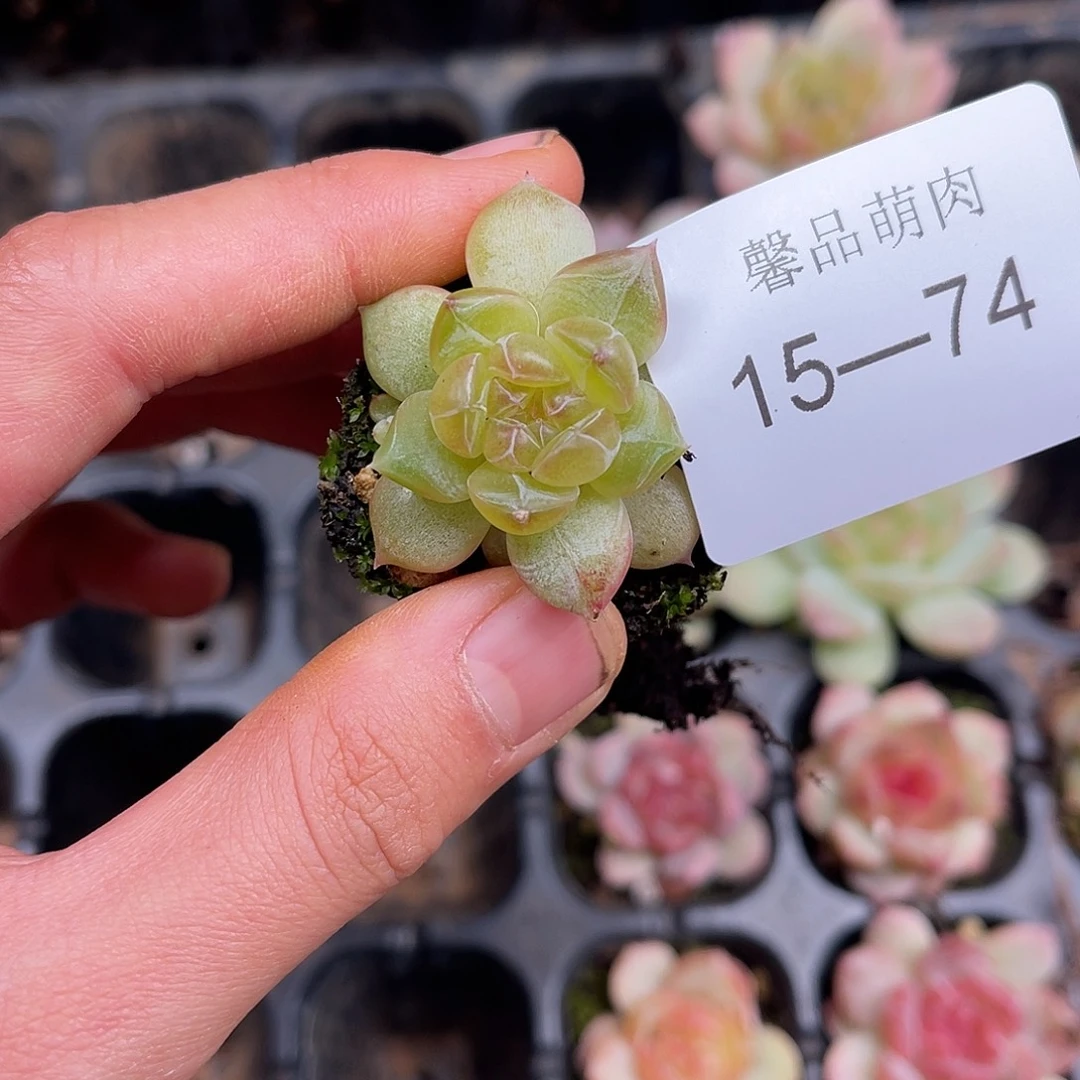 多肉一物一拍15-74