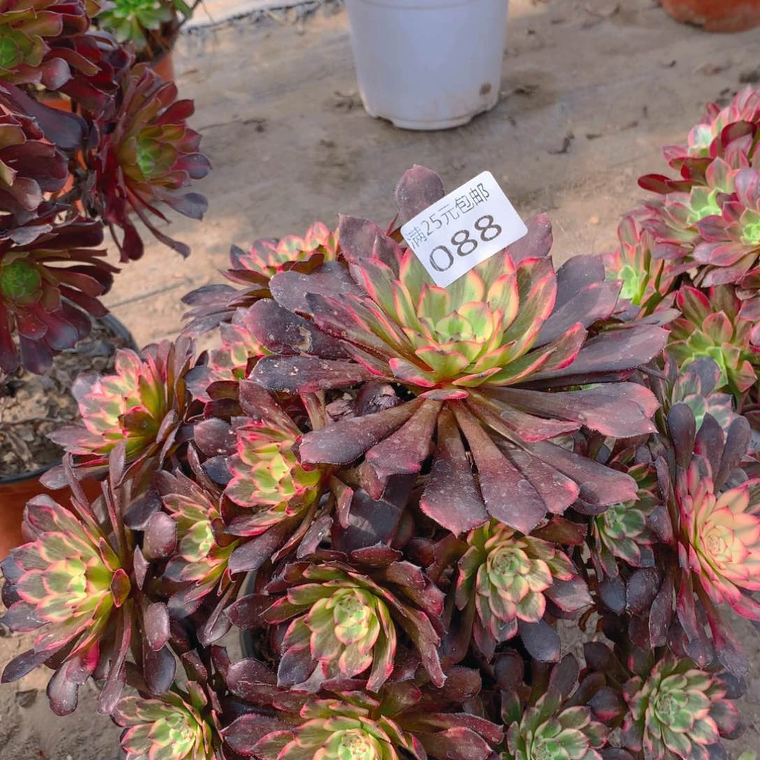 088烟花捧花多肉植物老桩