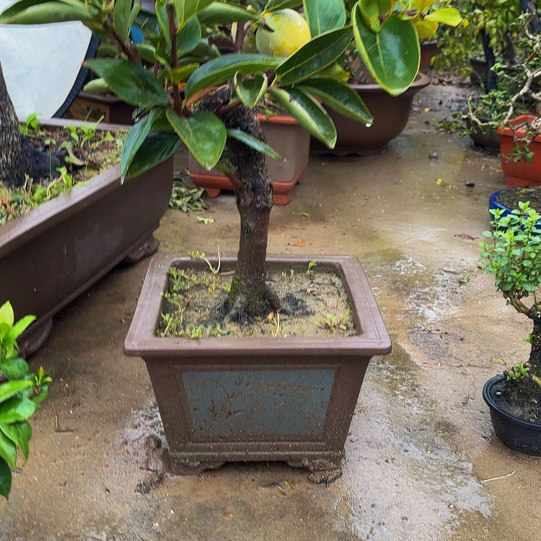 完全开放柿树盆景造型盆栽花卉