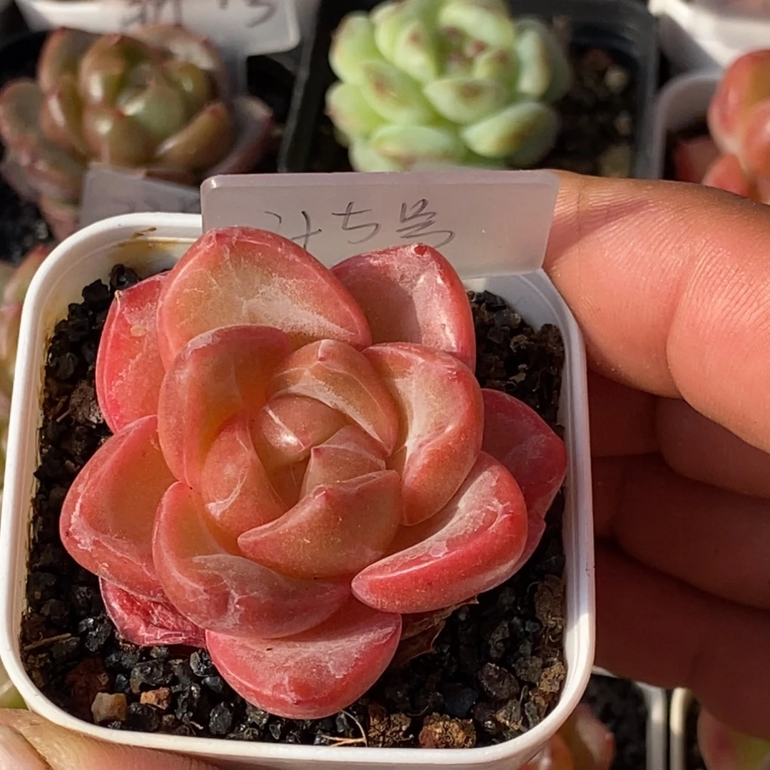 天官赐福百无禁忌