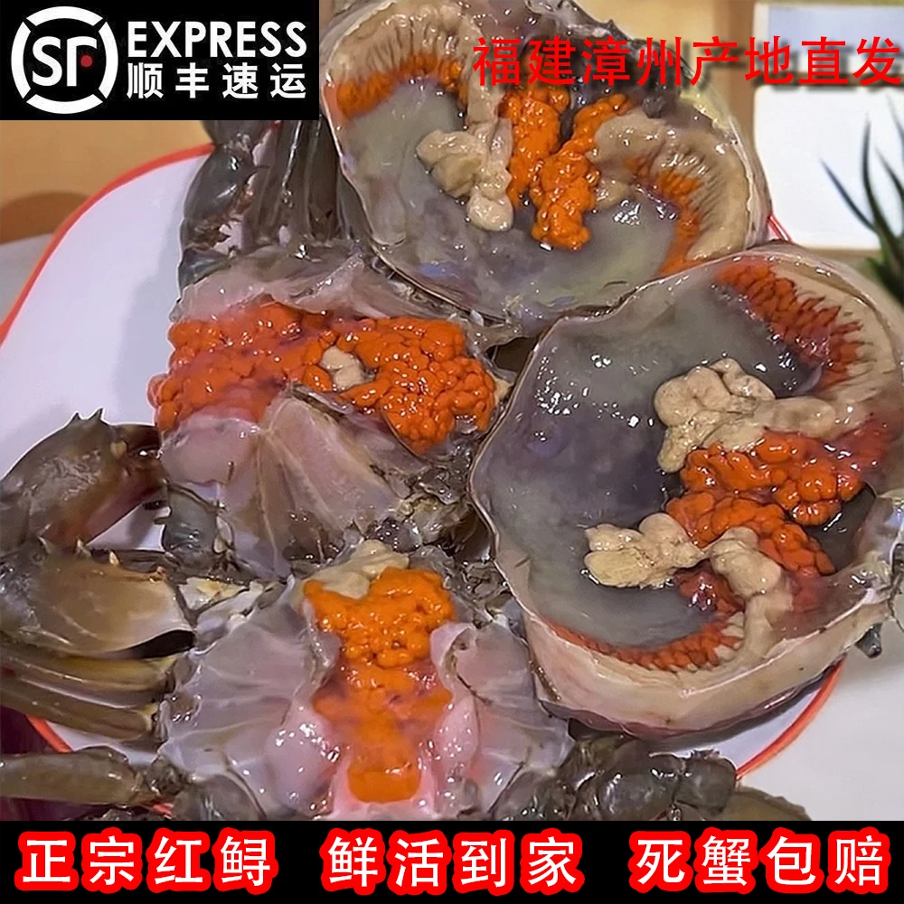 【活蟹】福建漳州本港红膏蟹红鲟大母蟹 包活包膏包肥母蟹青蟹螃蟹