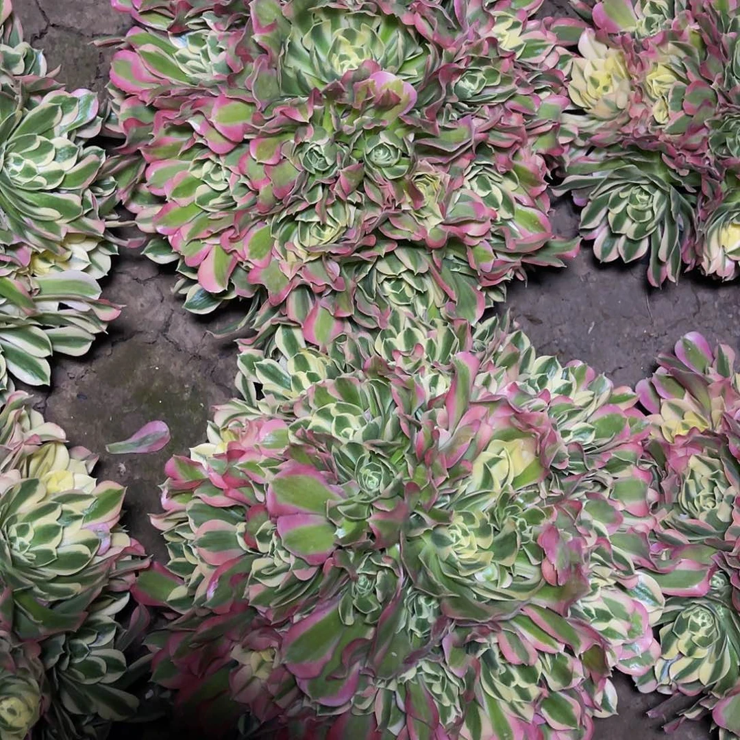 白凤法师38到40公分主头包邮