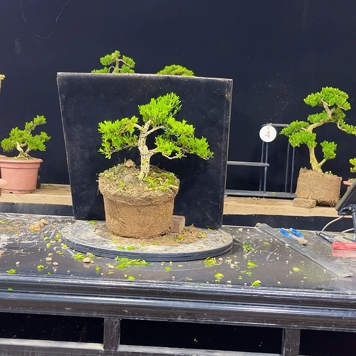 无花朵黄杨盆景四季常绿