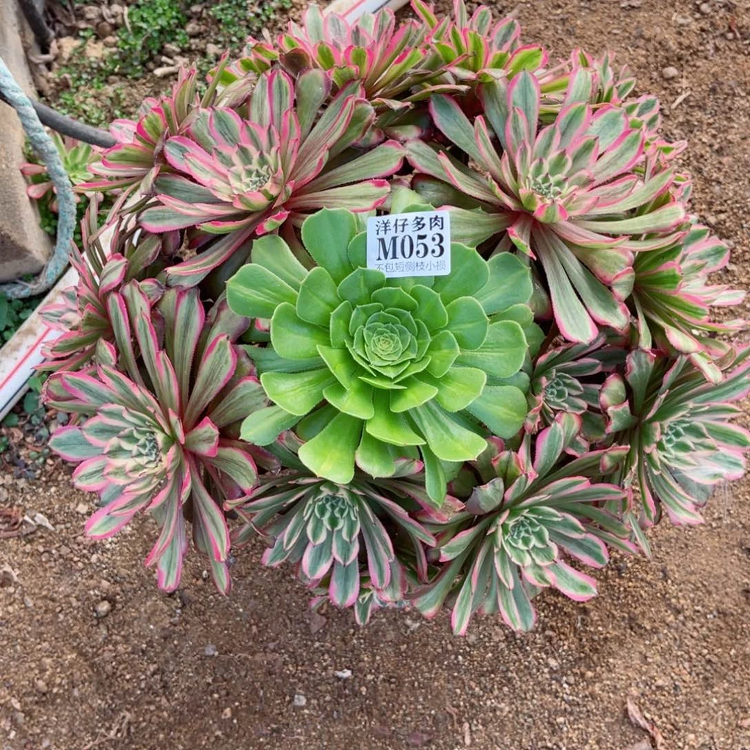 053粉霞  冠幅40左右